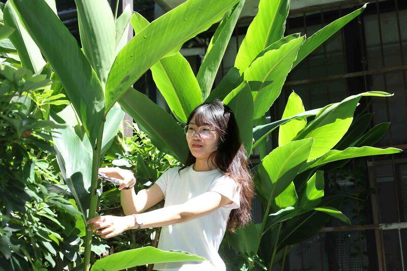 月桃為台灣本土植物，古時稱為荳蔻，中興大學森林系特聘教授王升陽研究團隊28日發表針對月桃葉的最新研究，從葉片分離出的奈米級細胞外囊泡（AZEVs），發現可有效降低紫外線造成的皮膚光老化傷害，相關成果獲刊登國際期刊BioFactors。
