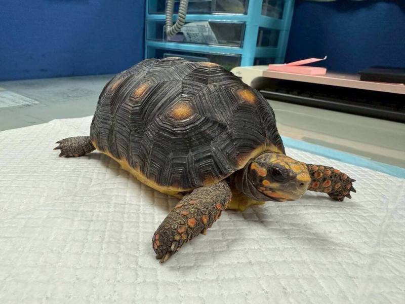 桃園市政府動物保護處表示，今年度第2季非犬貓特寵認養活動將於8月1日下午在南昌動物保護教育園區辦理，其中紅腿象龜採指定認養方式，申請人須依相關規定接受資格審核。（動保處提供）