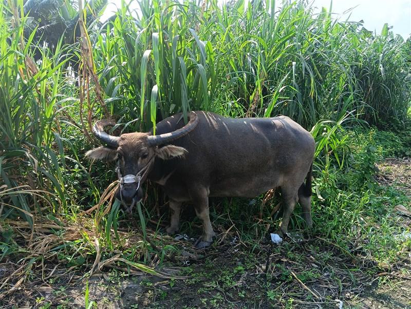White Dolphin, a 22-year-old water buffalo from Green Island now spending her retirement at a center in Yunlin County, is pictured in a recent photo. Photo courtesy of Lin Chia-liang.