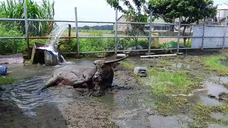 White Dolphin enjoys a mud bath at a retirement center in Yunlin County following her arrival last Thursday. Photo courtesy of Lin Chia-liang.