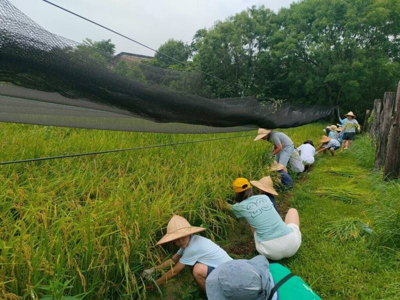 國家環境研究院16日表示，全台現有環教場所逾6成都是公立機關營運，協助整合在地自然、人文與歷史。以台北市台大農場農藝分場為例，除了保存台北盆地的水田景觀，更能親身體驗完整稻作過程。（環境部提供）