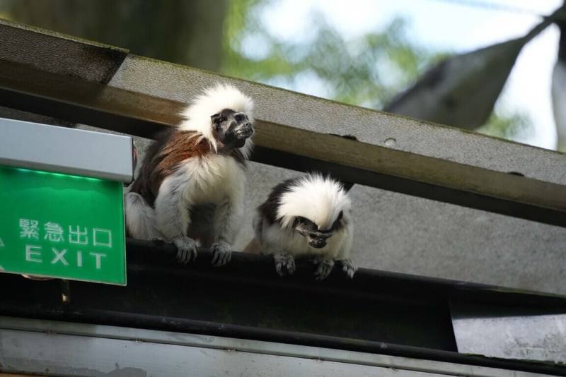 台北市立動物園15日表示，今年6月下旬，熱帶雨林室內館（穿山甲館）保育員調度2隻活潑的棉頭絹猴在館內活動，遊客可在茂密的樹叢間、步道欄杆上，或入口處的屋頂找到棉頭絹猴的身影。（台北市立動物園提供）