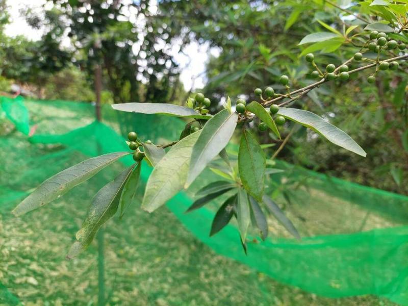 山胡椒（馬告）是台灣原生特色辛香料植物，由於植株不易繁殖，產業存在種苗供應短缺問題，花蓮農改場多年研究，突破瓶頸，成功使山胡椒種子發芽率提升至70%，並技術轉移給秀林鄉公所，與公所合作推廣轄內種植。（花蓮農改場提供）