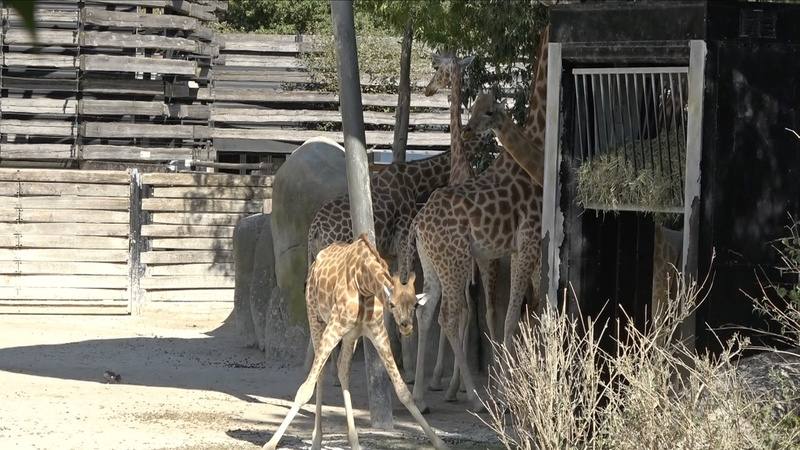法國8月中旬又遇熱浪，巴黎動物園內的長頸鹿紛紛躲在陰涼處避暑。