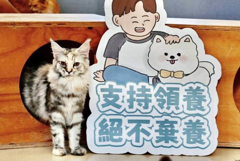 新竹市動物保護及防疫所查緝一家已遭廢止許可的寵物業者涉嫌賣貓，沒入及收容10隻品種貓，預計9月2日上午10時30分辦理公開抽籤送養。（新竹市動保所提供）