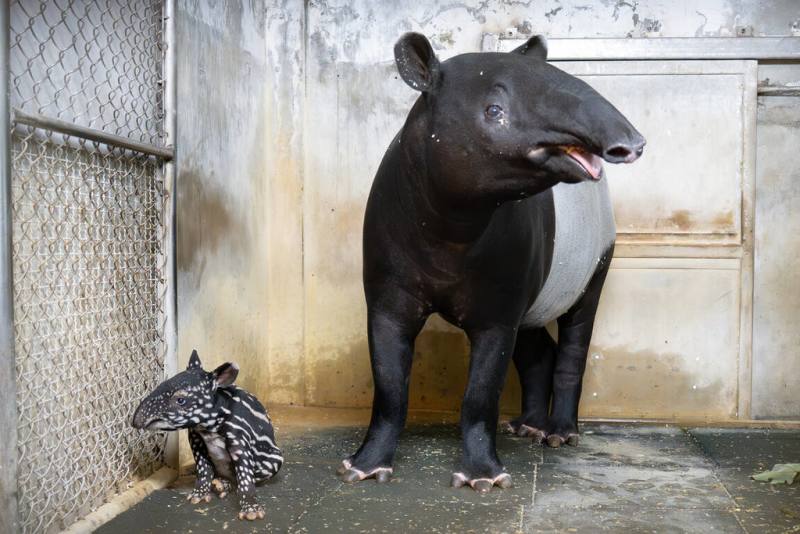 台北市立動物園發布喜訊，園內馬來貘Putri日前產下女寶寶，體重約8.6公斤，母女均安。圖為動物園20日拍攝的母女合照。（台北市立動物園提供）
