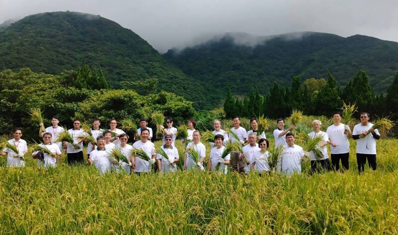 農業部為紀念蓬萊米命名100週年，4月在陽明山竹子湖的蓬萊米原種田，種下不同時代的經典品種，26日收割。