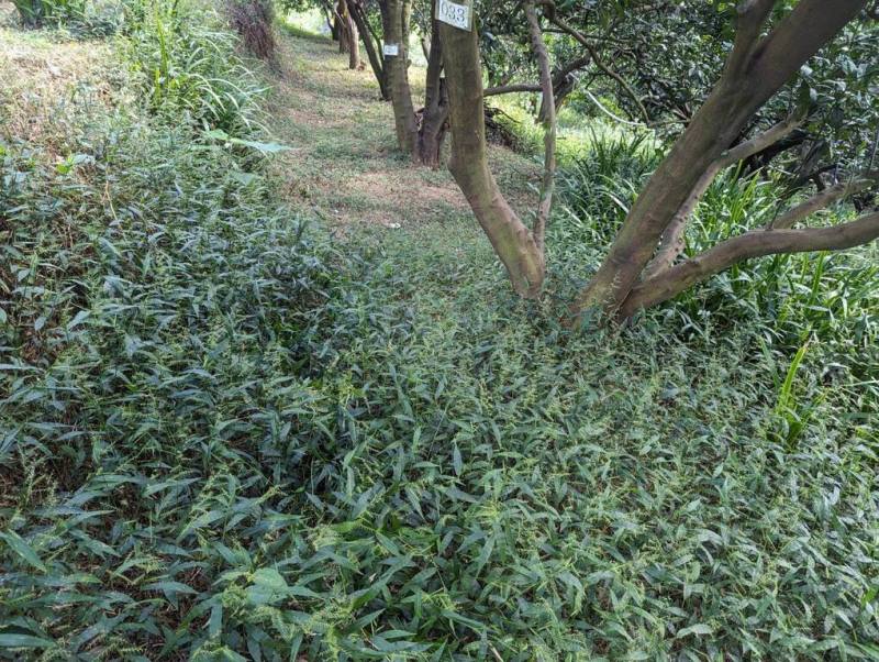 農業部桃園區農業改良場最近研究發現，果園內的雜草不必全清除，留下匍匐性草種，不但有助增匯，並能強化果樹生長韌性，且減少割草次數，還能減碳省工。（桃園農改場提供）