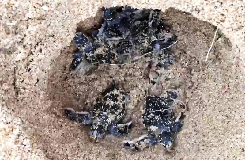 澎湖農漁局表示，望安綠蠵龜產卵棲地保護區日前孵化59隻稚龜，因海況不佳，調查團隊擔心稚龜下海後受到強浪影響，先行留置，26日配合退潮，且浪況平穩，順利完成野放。（澎湖農漁局提供）