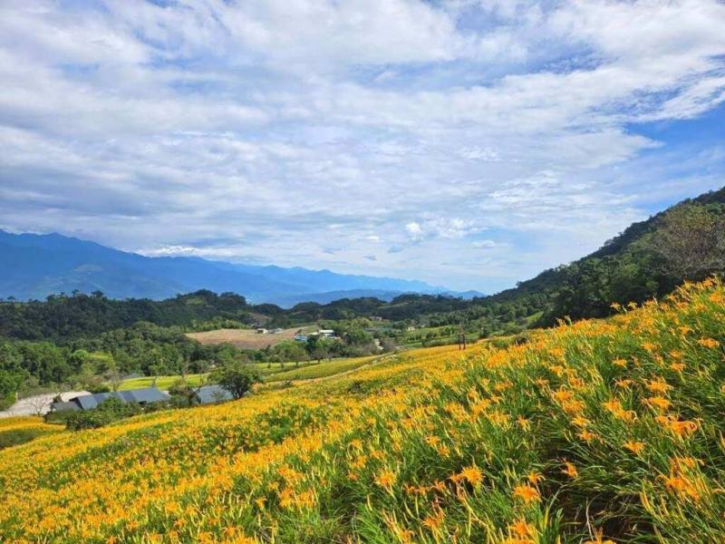 花蓮玉里鎮赤科山為知名金針花產區及重要賞花景點，每年8、9月花季總能吸引許多遊客到訪。（民眾提供）