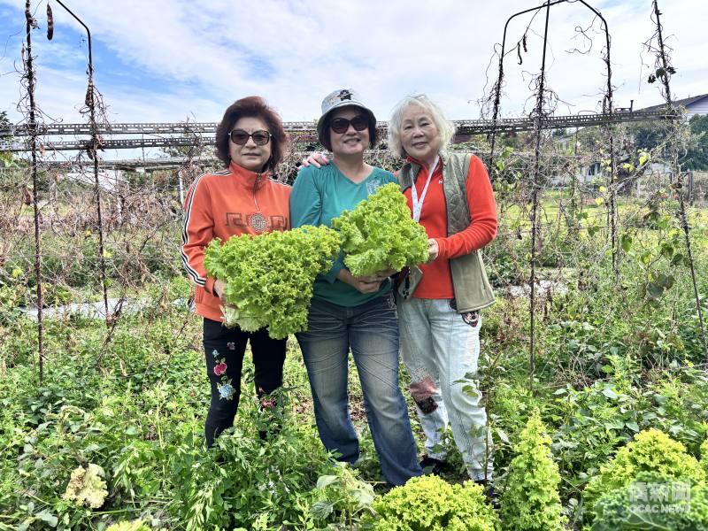 彰化同鄉會會長何秀繁(左)、僑務秘書林美玲(中)及知名臺灣畫家盧月鉛(右)下田採收巨無霸生菜。