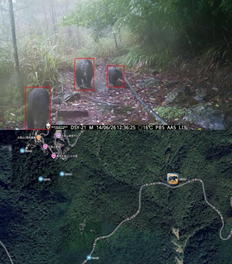 近幾年台灣黑熊分布範圍擴大，農業部林業及自然保育署已在台東嘉明湖山屋、向陽山屋與大雪山國家森林遊樂區等高風險區域，導入AI影像辨識與預警系統，當偵測到黑熊接近時，能讓管理單位及早掌握資訊、採取防範措施。（林保署提供）