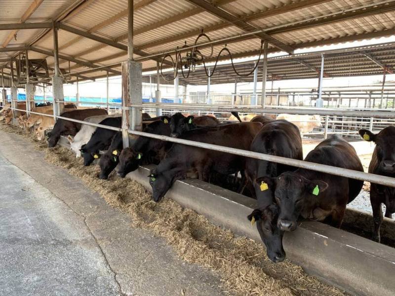 國產肉牛育種新突破，農業部畜產試驗所輔導業者培育出「安格斯黃牛」，較目前國內肉牛主力「荷蘭乳公閹牛」，飼養期縮短1至2個月。（畜產試驗所提供）