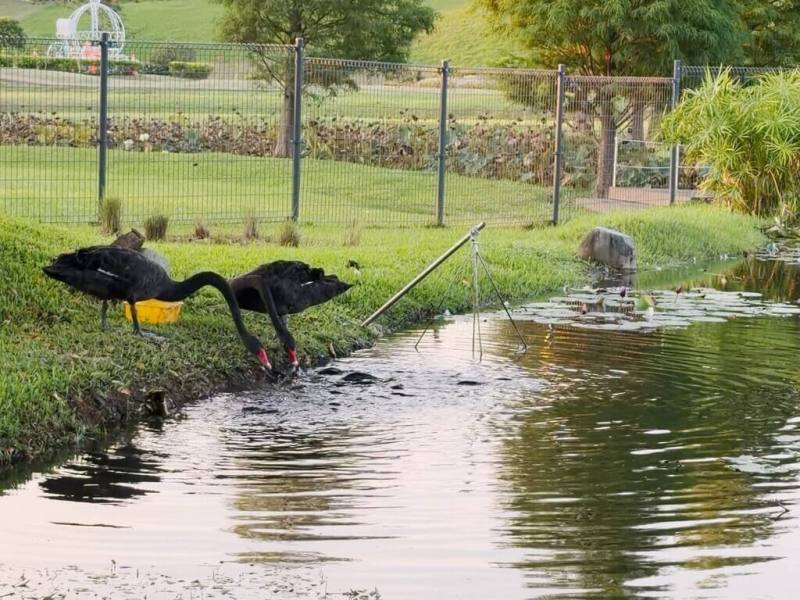 台中市后里環保公園內的黑天鵝竟學會將飼料「分享」給水中魚群，在岸邊叼著飼料餵魚的畫面有趣又療癒。（台中市政府提供）