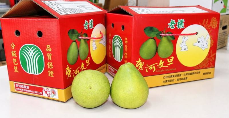中秋節應景水果文旦柚，陸續上市。台東東河文旦柚今年未受颱風侵襲、品質優，農糧署將自22至24日在新北板橋區農會活力超市廣場，舉辦促銷推廣活動，提供免費試吃。（農糧署東區分署提供）