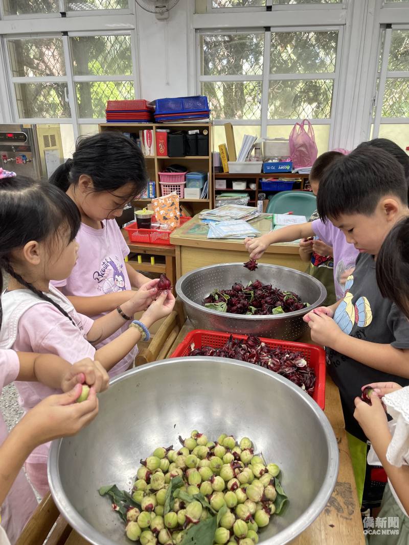 桃園市瑞原國小：戀念臺灣體驗學生參與體驗洛神花蜜餞製作。