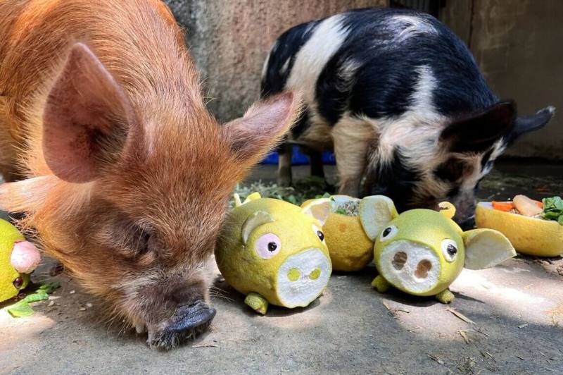 壽山動物園應景推出中秋大餐，透過食材、容器與環境布置變化，增加動物探索、取食機會，庫你庫你豬埋頭享用麥片及精料，最後才品嘗小豬造型柚子與青菜。（壽山動物園提供）