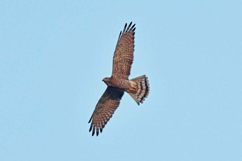 有「國慶鳥」之稱的灰面鵟鷹2026年秋過境情形不同以往，賞鷹達人蔡乙榮表示，過去40年主要過境期落在10月中旬，今年10月上旬就已見大量入境。圖為7日在屏東縣滿州鄉港口村出現的灰面鵟鷹。（賞鷹達人蔡乙榮提供）