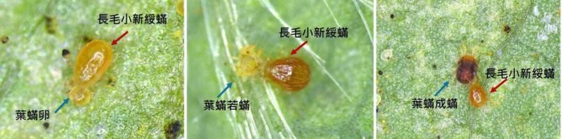 苗栗農改場推出新的生物防治技術，透過天敵「長毛小新綏蟎」有效終結夏季農作物害蟲「葉蟎」，將技轉上市。（苗栗農改場提供）