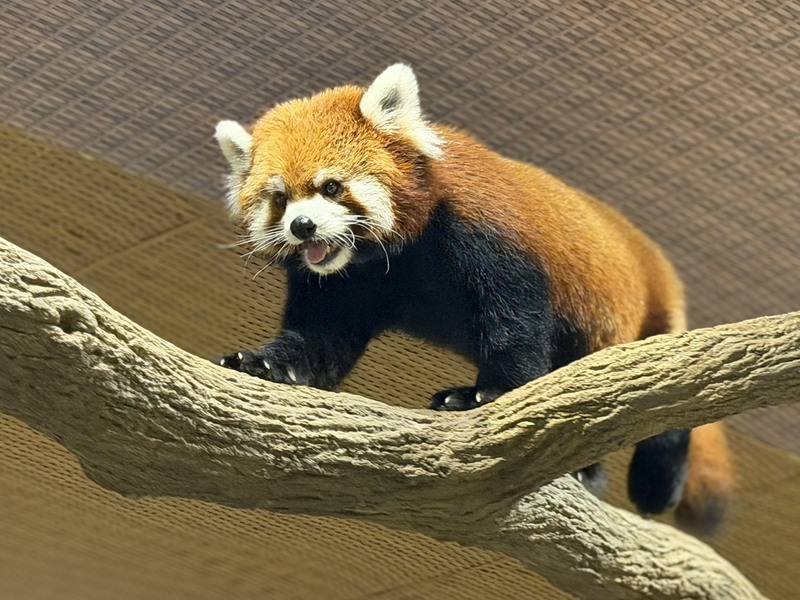 台北動物園雄性小貓熊「奇奇」6月從台灣出發、抵達新加坡動物園檢疫舍，對外亮相後成為新加坡動物園的小明星。