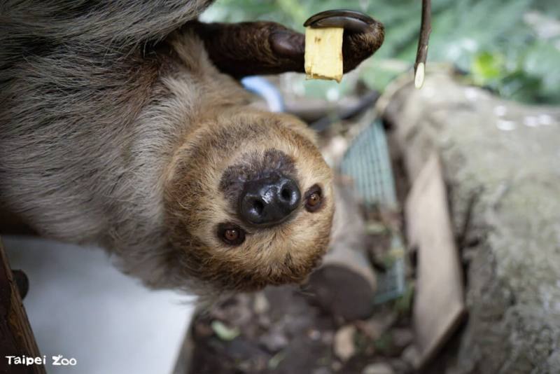 每年10月20日是國際樹獺日，台北市立動物園分享，樹獺吃的是能量密度相對低的植物性食物，因此演化出低代謝、低能量消耗的生活方式，慢不是單純懶惰，而是牠們的生存之道。（北市動物園提供）