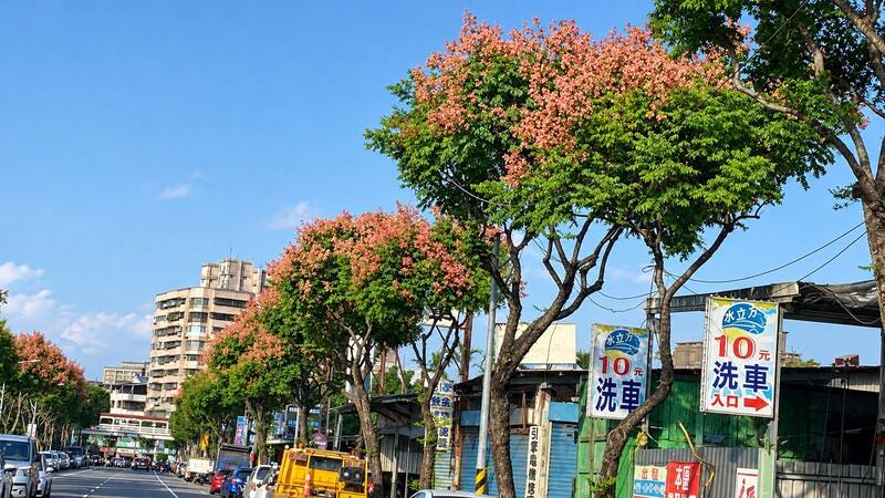 入秋後，新北市多處台灣欒樹陸續展現繽紛色彩，市府15日表示，中和區莒光路（圖）、公園及河濱自行車道等地，都可見黃花與玫瑰紅色蒴果交織的秋日景致。