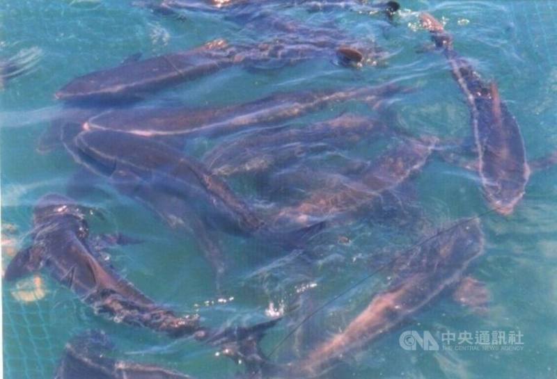 澎湖是台灣最主要的海鱺養殖重鎮，採海上箱網養殖。