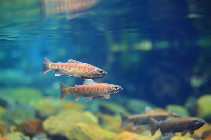 The Formosan landlocked salmon. Photo courtesy of the Shei-Pa National Park Headquarters