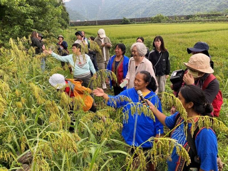 花蓮縣卓溪鄉卓清村傳承原住民族農耕智慧的案例，收錄在聯合國生物多樣性公約的獨立報告。（慈心有機農業發展基金會提供）