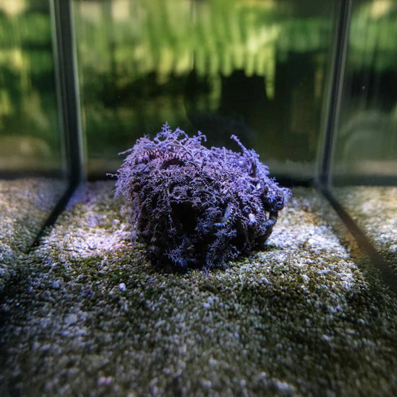 台中海洋館舉辦「海洋幻術師：擬態與偽裝大師」特展，長枝筐蛇尾腕足反覆分岔、層層展開，宛如神話中的蛇髮女妖美杜莎。（台中海洋館提供）